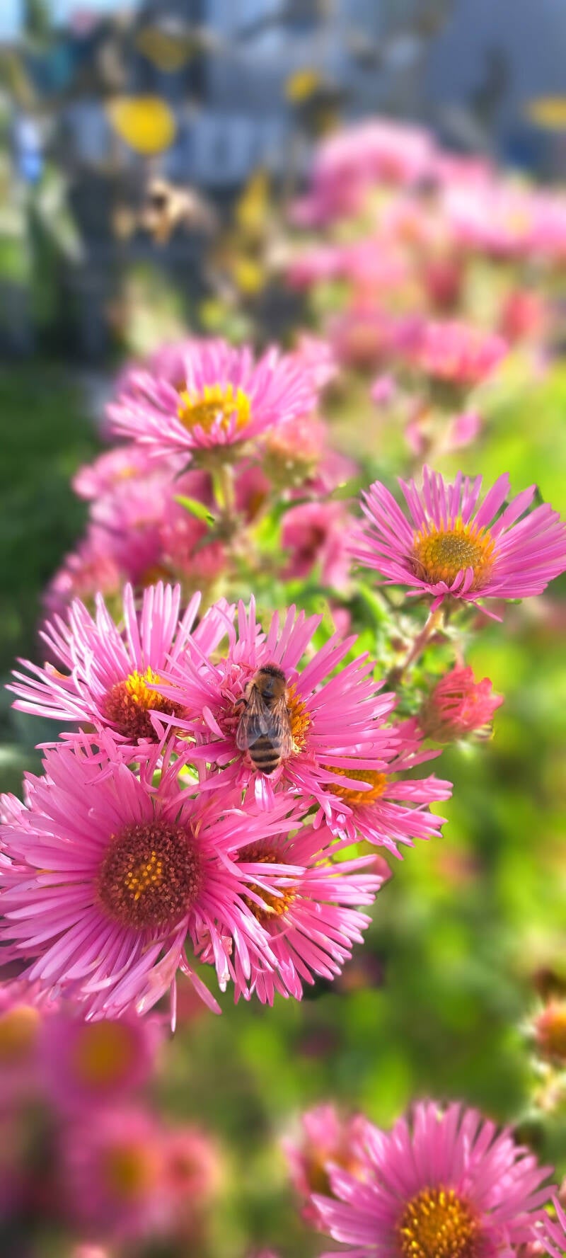 Biene auf einer Blüte in einem Schrebergarten in Memmingen, Schrebergarten mieten.