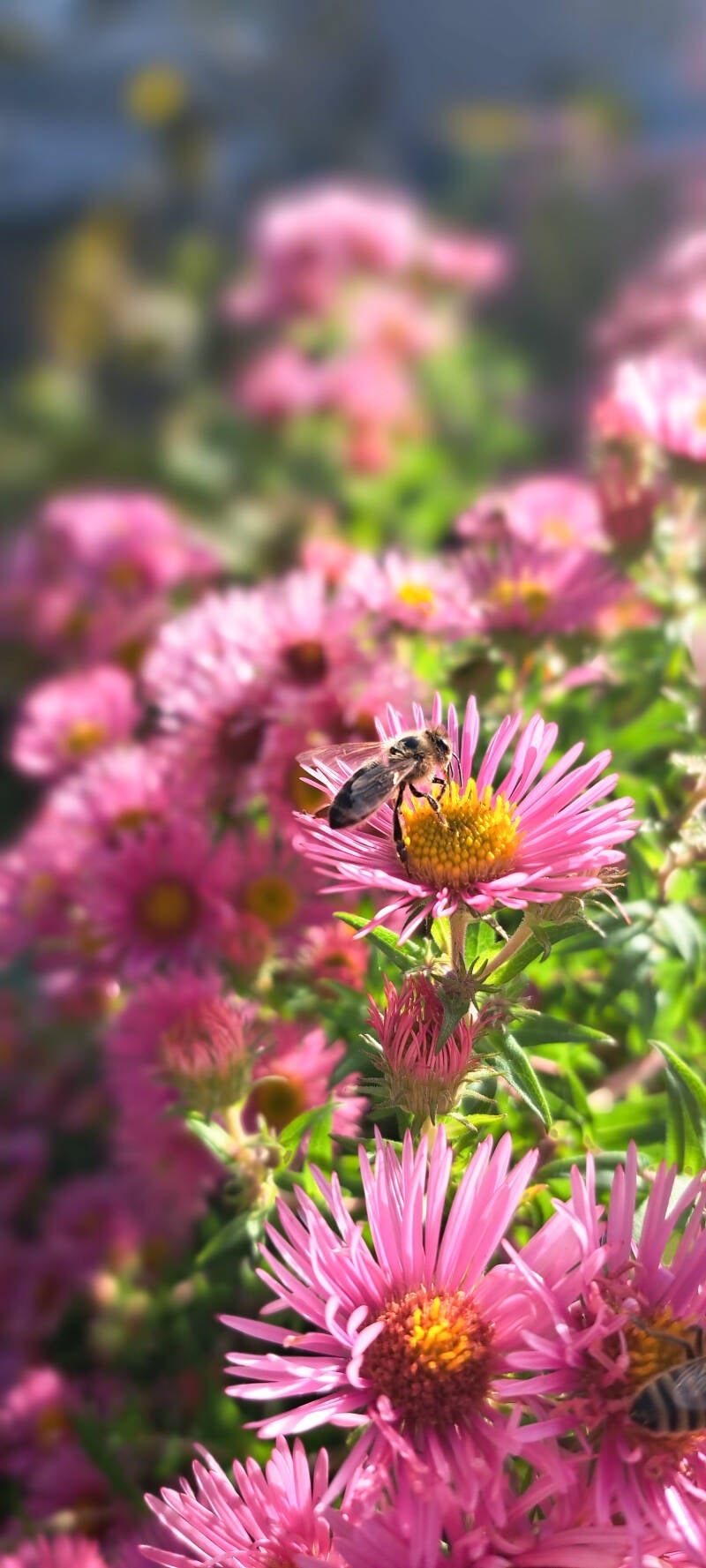 Biene auf Blüten im Süden von Memmingen in der Gartenanlage des Obst- und Gartenbauverin Memingen e. V., Kleingarten mieten in Memmingen.
