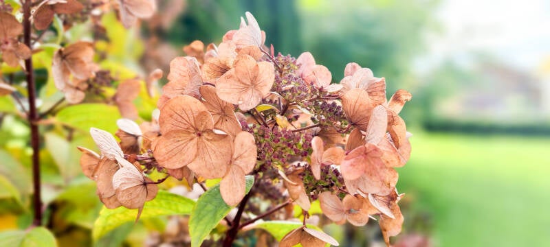 Verblühte Hortensie im Obst- und Gartenbauverein Memmingen e. V.