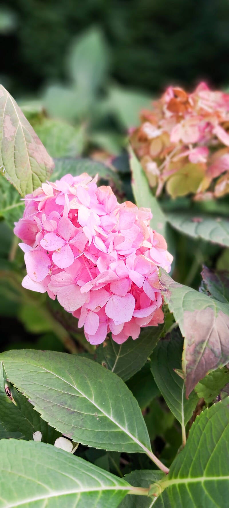 Hortensie im Schrebergarten des OGV Memmingen, Kleingarten pachten in MM.