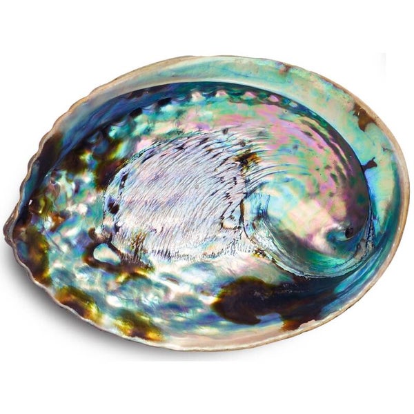 Abalone Shell Smudge Bowl (10-12cm)