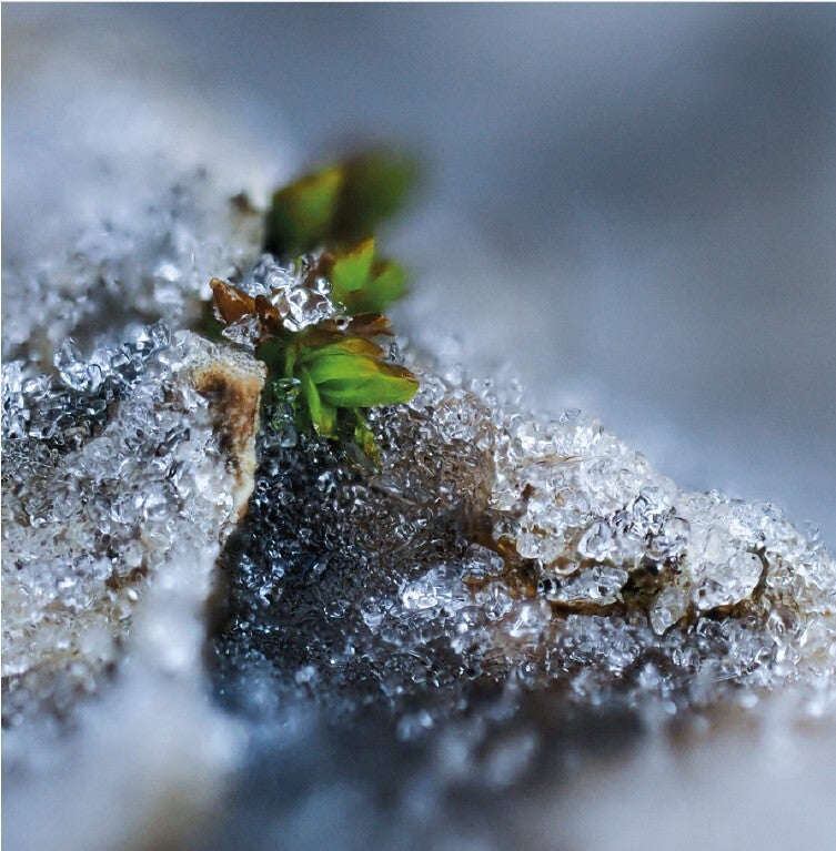 Fotogrusskarte Diamantmantel für das ewige Grün, 148 x 148 mm (gefaltet)
