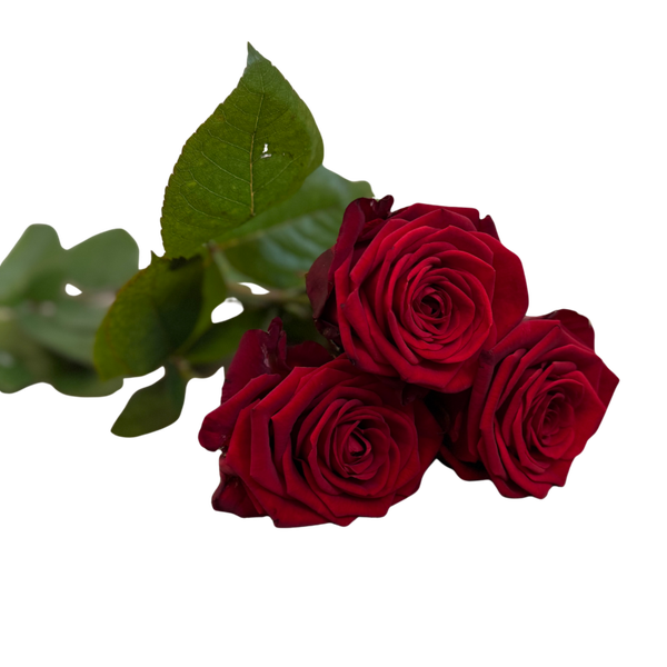 Afskedsblomst - Kasterose