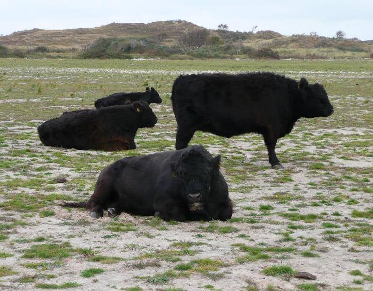 6texelkoegallowaygroepFM28sept0905725.jpg