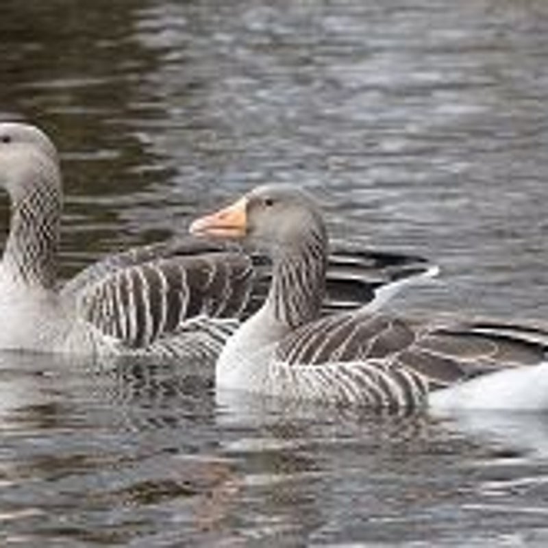 grauwe_gans_paar_FM8mrt2012_077_10_crop.jpg