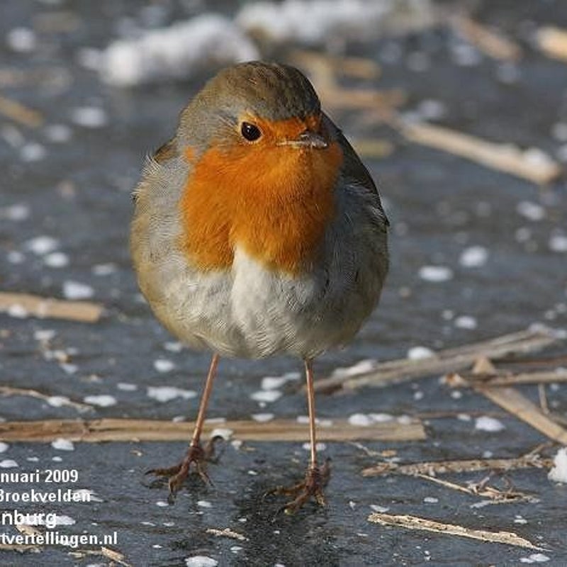 roodborst__FM11jan09_124_18_tekst.jpg