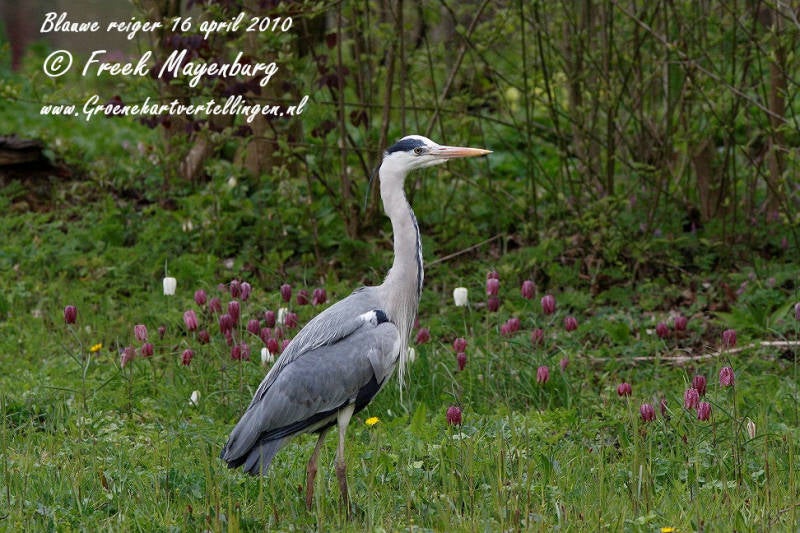 blauwe_reiger_wilde_kievitsbloem__FM16april10_152_25_tekst.jpg