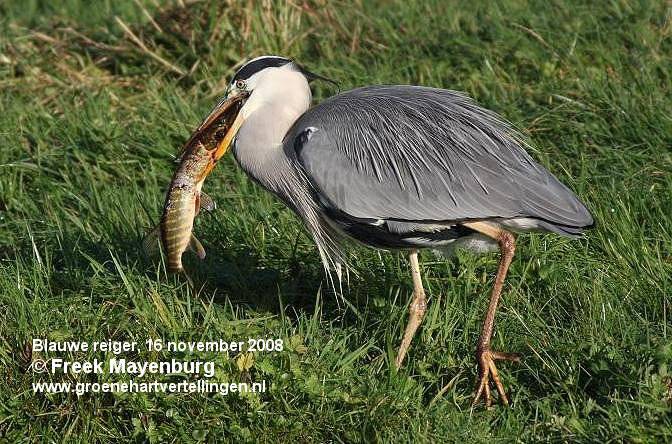blauwereiger_met_snoek_FM16nov08_007_25_crop_tekst.jpg
