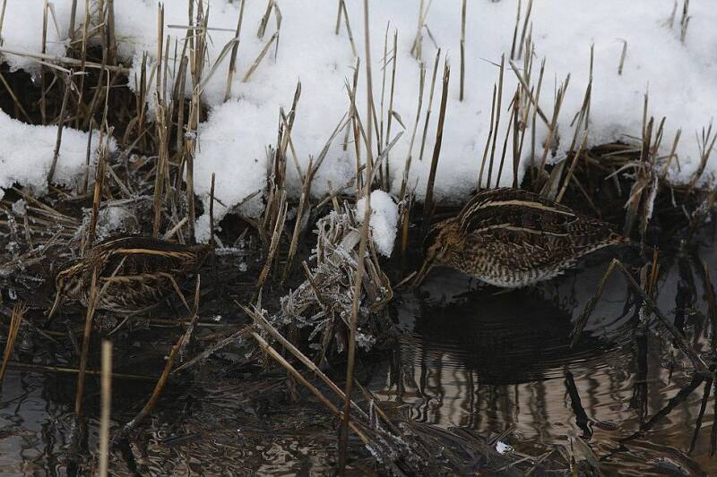 bokjeenwatersnipsneeuwenijs23jan201324625scherp.jpg