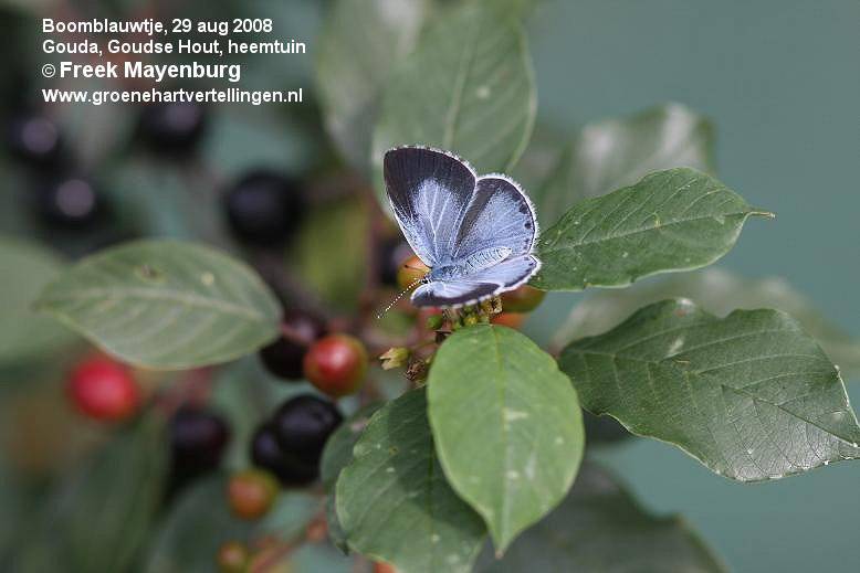 boomblauwtjeFM29aug0802920tekst.jpg