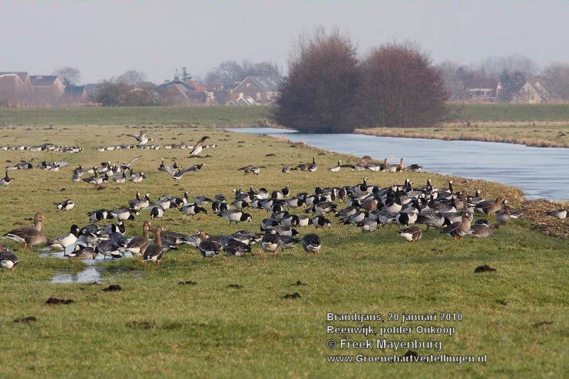 brandgans_groep_pldr_oukoop_20_jan_10_040_25_tekst.jpg