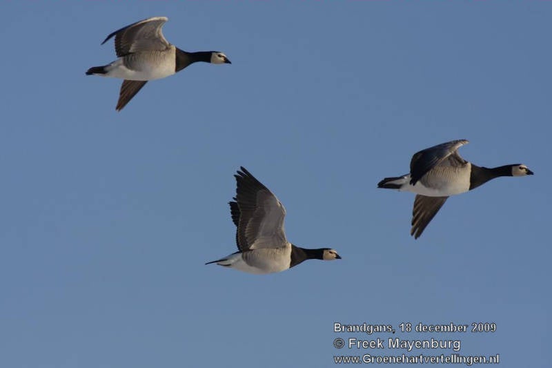 brandgans_vliegend_FM18dec09_6558_25_tekst.jpg