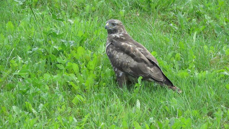 buizerd-rwk-pldr-stein-22aug2024-img_0344-25-scherp-standard.jpg