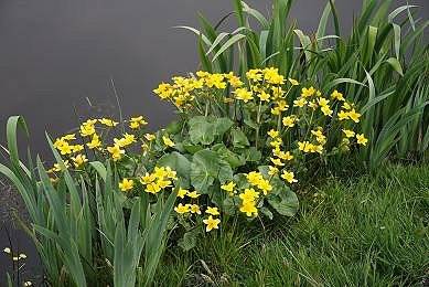 dotter_pol_FM23apr08_013_10_scherp.jpg
