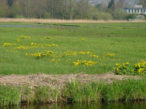 dotterbloem2-Weegje-FMapr2002-75.jpg