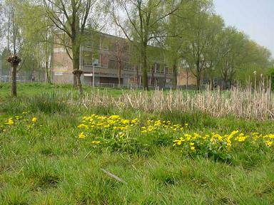 dotterbloem7-geplantnatuurontwikkelinggouda-FM2002-60.jpg