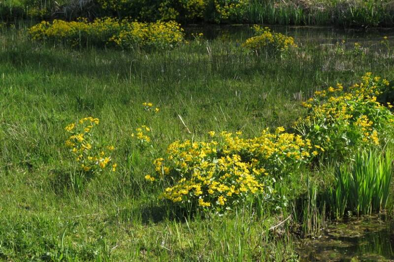 dottersgdaheemtuin11april2019IMG_296518.jpg