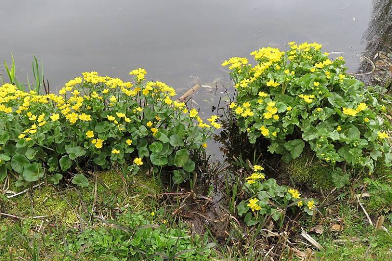 dottersgdaheemtuin28mrt2019IMG_222518scherp-1.jpg