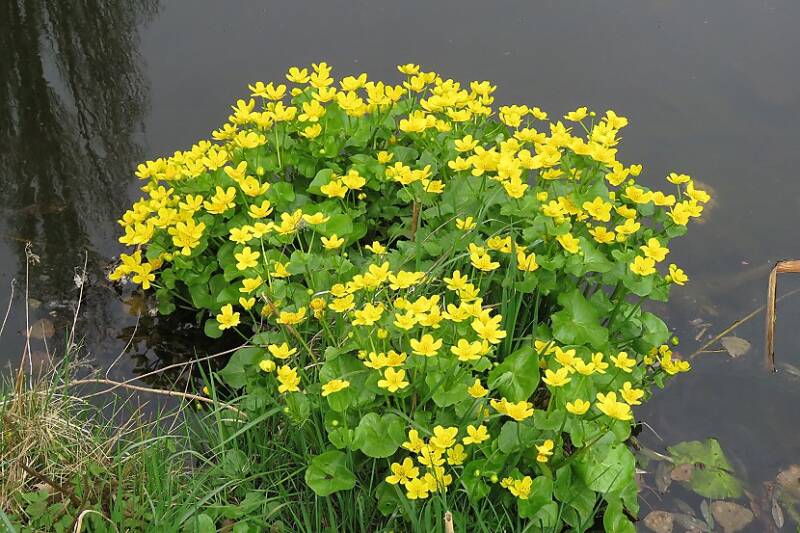 dottersgdaheemtuin28mrt2019IMG_223418scherp-1.jpg