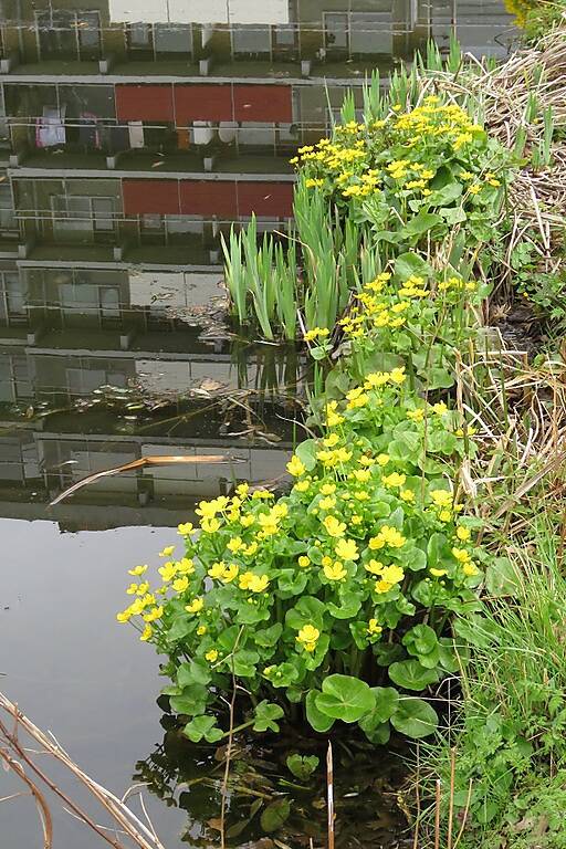 dottersindestadflatgdaheemtuin28mrt2019IMG_223520scherp.jpg