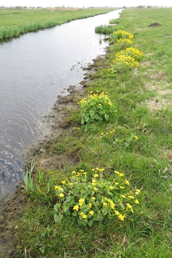 dottersrwkpldrsteinnrd12april2019IMG_315918.jpg