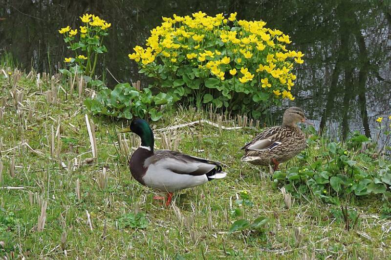 dotterswildeeendengdaheemtuin28mrt2019IMG_226518scherp-1.jpg