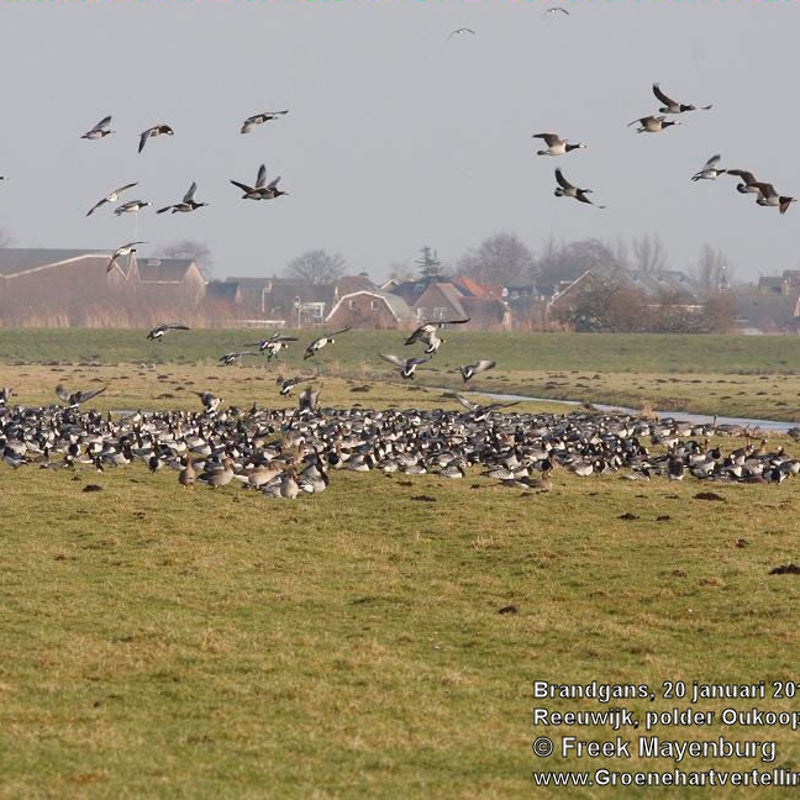 brandgans_groep_pldr_oukoop_20_jan_10_018_25_tekst.jpg