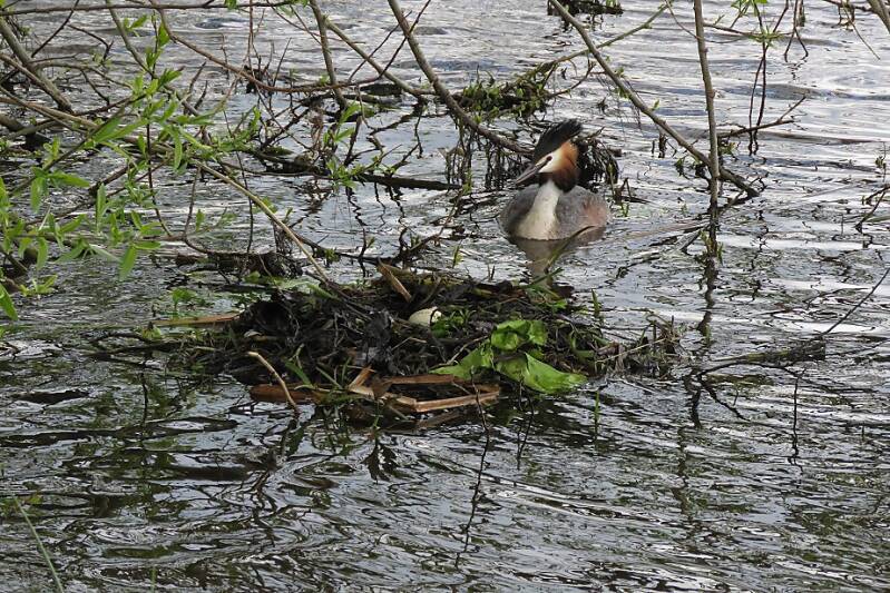 fuutbijnestbenschboezemdeelhoonaard12april2019IMG_314520scherp-1.jpg