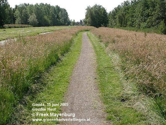 goudsehout-smalvoetpaddoorhooiland-FM15juni0525tekst.jpg