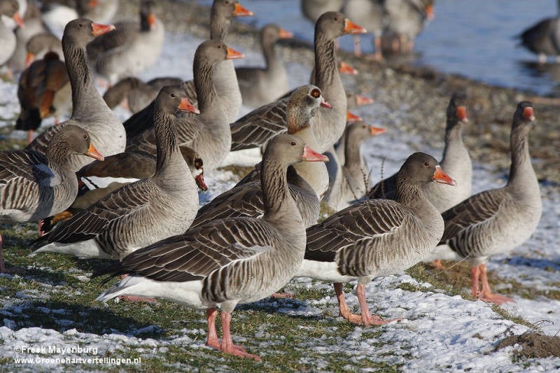 grauwe_gans_groep_6928_25_tekst.jpg