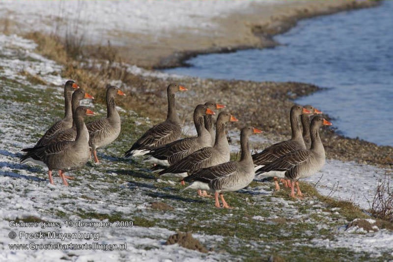 grauwe_gans_groep_FM19dec09_6902_25_tekst.jpg