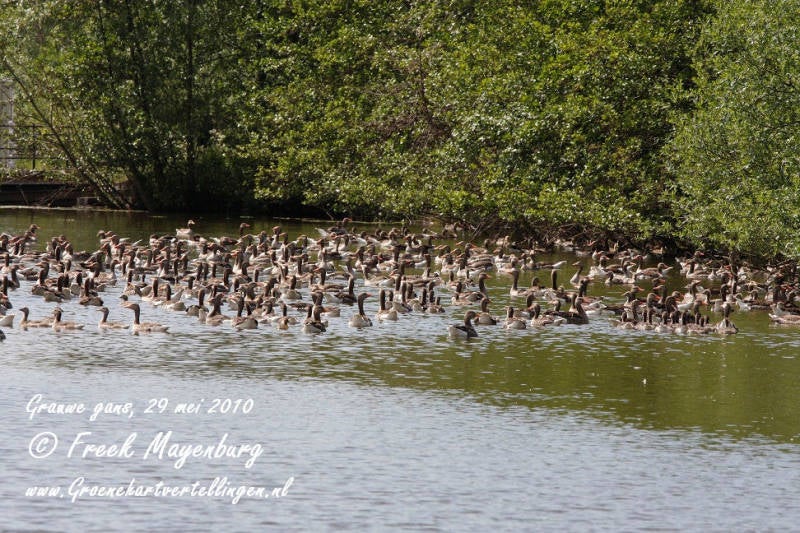 grauwe_gans_groep_sluipwijk_FM29mei10_153_25_tekst.jpg