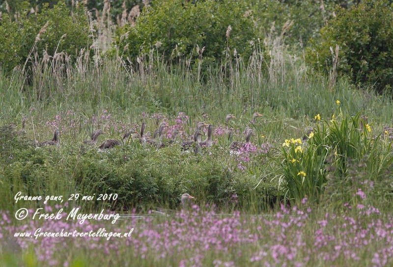 grauwe_gans_groep_sluipwijk__FM29mei10_143_40_crop_tekst.jpg