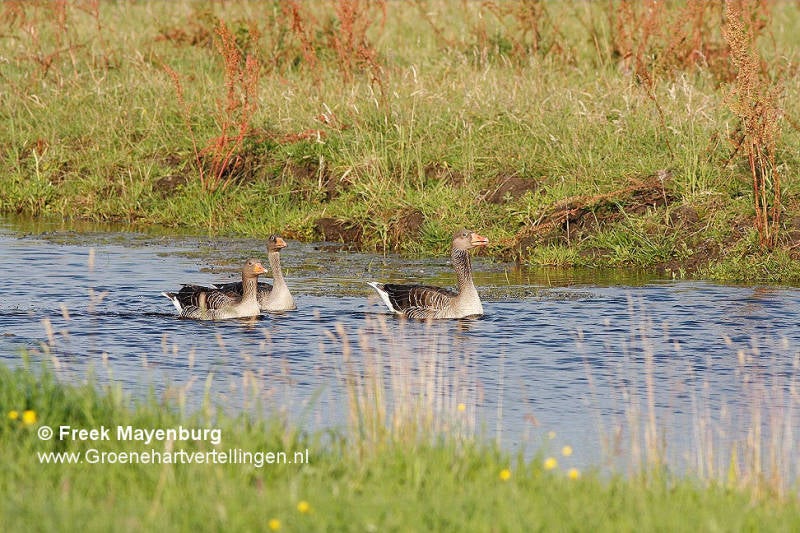 grauwe_gans_in_sloot_3x_FM15juni2011_021_25_tekst.jpg