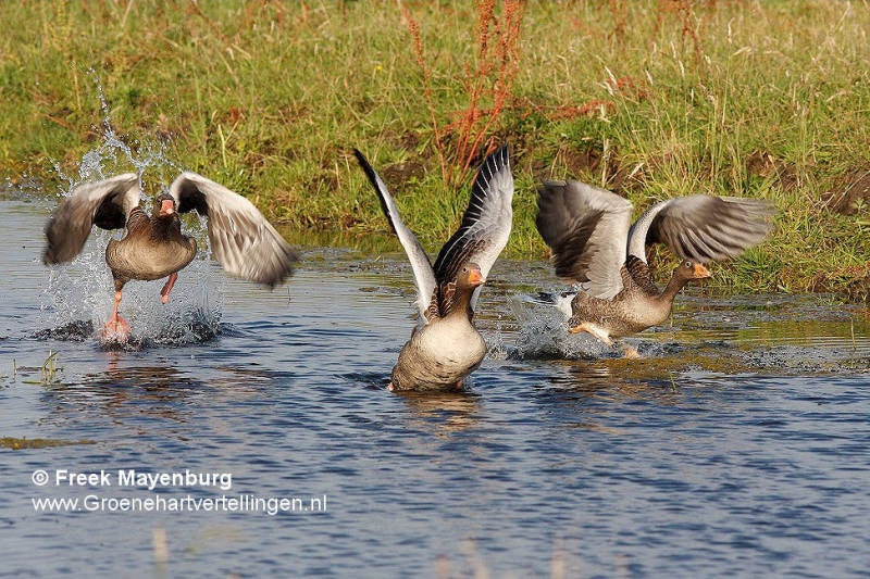 grauwe_gans_in_sloot_3x_opvliegenFM15juni2011_022_25_tekst.jpg