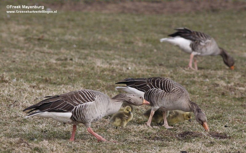 grauwe_gans_kuikens_rwk_9apr2013_151_35_crop_tekst.jpg
