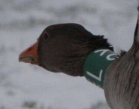 grauwe_gans_met_halsband_FM24dec2010_008_80_crop_scherp.jpg