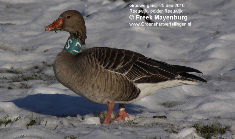 grauwe_gans_met_halsband_FM25dec2010_072_60_crop_tekst.jpg