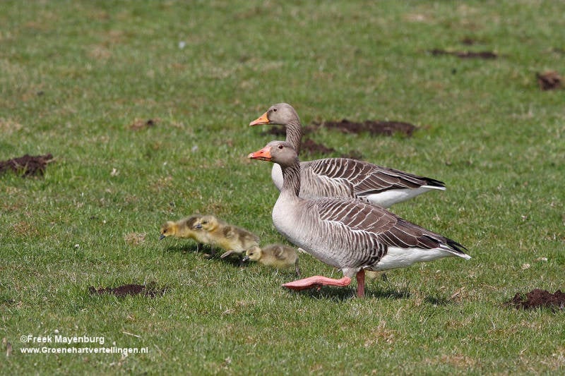 grauwe_gans_met_kuikens_15apr2013_040_25_tekst.jpg