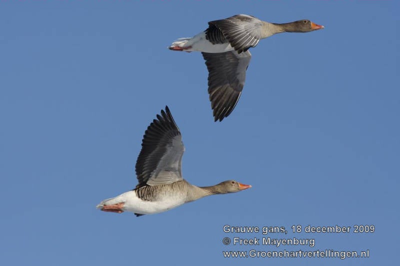 grauwe_gans_vliegend_FM18dec09_6577_25_tekst.jpg