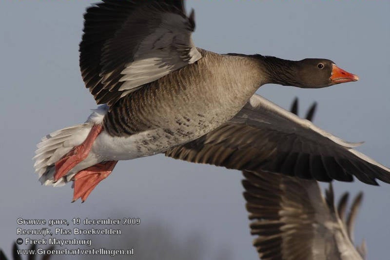 grauwe_gans_vliegend_FM19dec09_6898_25_tekst.jpg