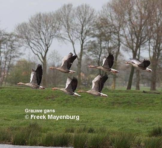 grauwegans_vliegend_FM27apr08_009_20_scherp_smal.jpg