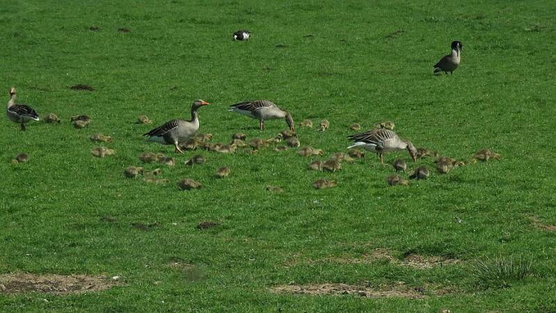grauweganzenmetveelkuikensrwkpldrrwk23apr2020IMG_406820scherp-1.jpg