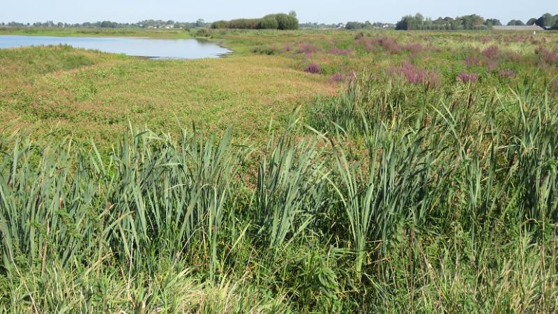 groenejonkerlandschap2sept2018IMG_90264018.jpg