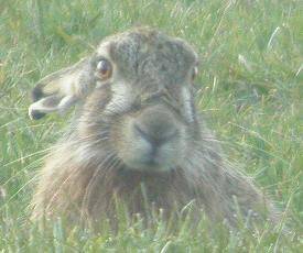 haas6-digiscoping-FM11mrt04-verkleind.jpg