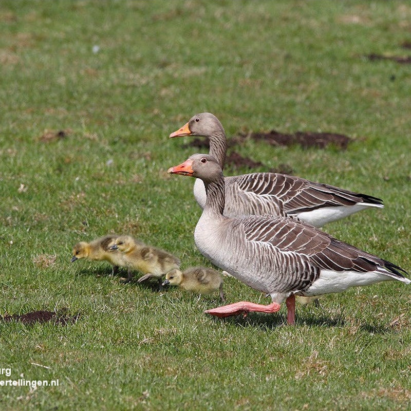 grauwe_gans_met_kuikens_15apr2013_040_25_tekst.jpg