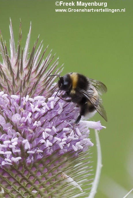 hommel_op_grote_kaardebol_gdse_hout_31juli2012_070_35_crop_tekst.jpg