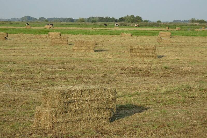 hoogeboezemhooienhoogeboezem28aug2017IMG_425320scherp.jpg