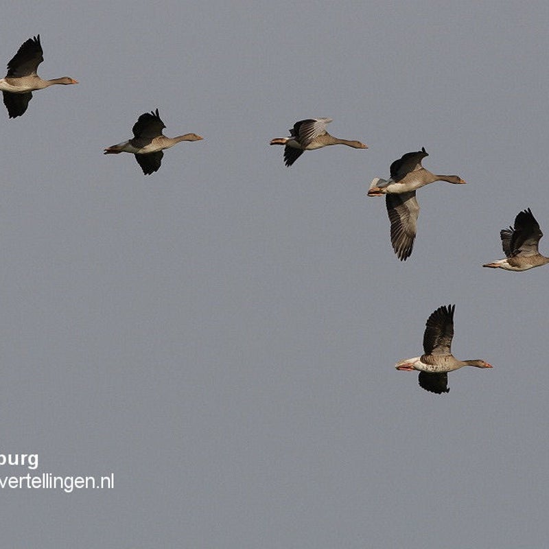 grauwe_gans_groep_vliegend_FM15juni2011_018_35_crop_tekst.jpg