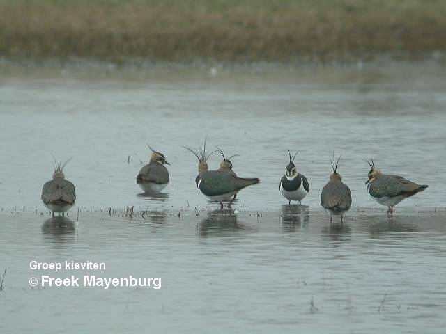kievitgroepmannetjesweegje-digiscoping-FM17febr04-40-scherp-tekst1.jpg